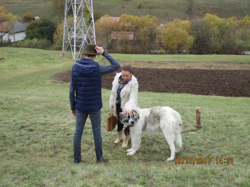  - EXPOZITIA CAPRE OI SARMAS HARGHITA 2017 POZE FRUMOASE