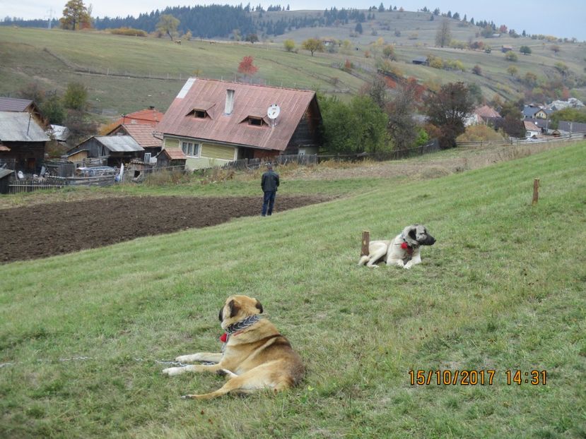  - EXPOZITIA CAPRE OI SARMAS HARGHITA 2017 POZE FRUMOASE