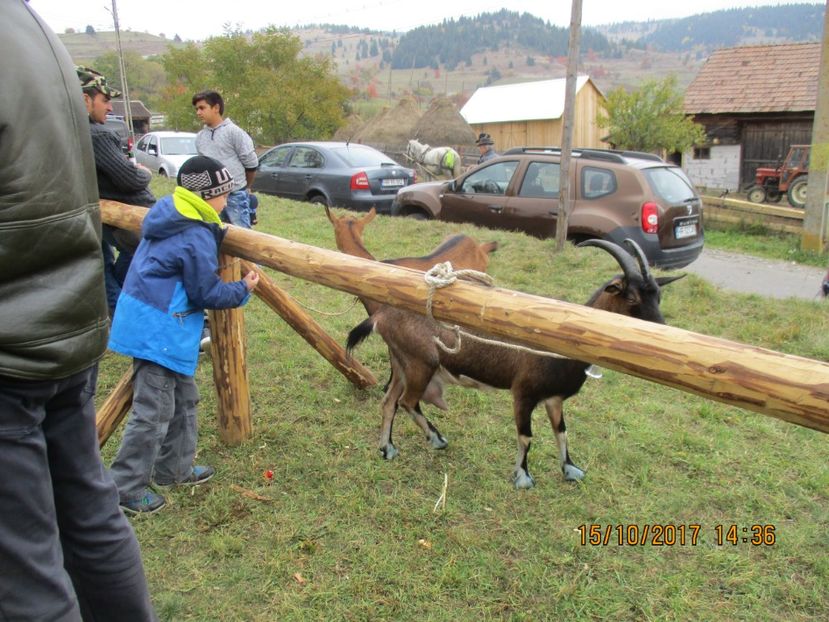  - EXPOZITIA CAPRE OI SARMAS HARGHITA 2017 POZE FRUMOASE