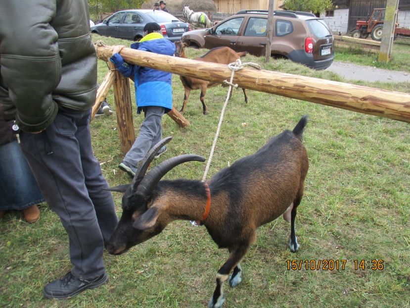  - EXPOZITIA CAPRE OI SARMAS HARGHITA 2017 POZE FRUMOASE