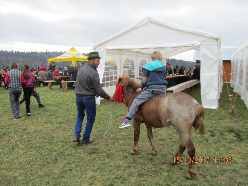  - EXPOZITIA CAPRE OI SARMAS HARGHITA 2017 POZE FRUMOASE