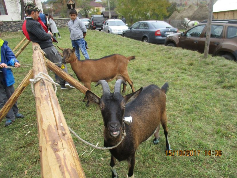  - EXPOZITIA CAPRE OI SARMAS HARGHITA 2017 POZE FRUMOASE