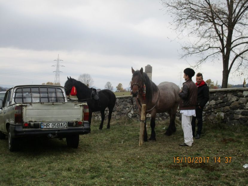  - EXPOZITIA CAPRE OI SARMAS HARGHITA 2017 POZE FRUMOASE