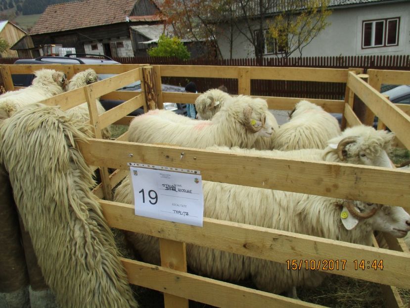  - EXPOZITIA CAPRE OI SARMAS HARGHITA 2017 POZE FRUMOASE