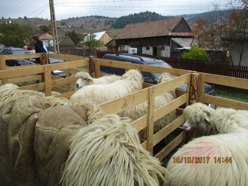  - EXPOZITIA CAPRE OI SARMAS HARGHITA 2017 POZE FRUMOASE