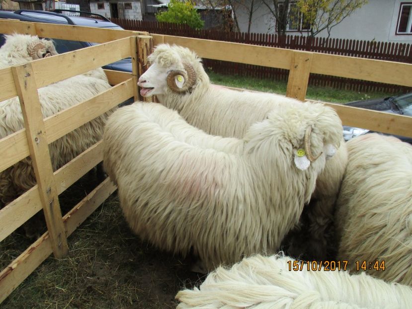  - EXPOZITIA CAPRE OI SARMAS HARGHITA 2017 POZE FRUMOASE