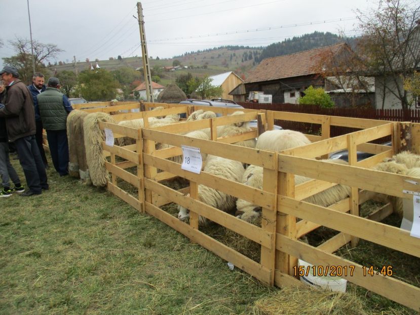  - EXPOZITIA CAPRE OI SARMAS HARGHITA 2017 POZE FRUMOASE