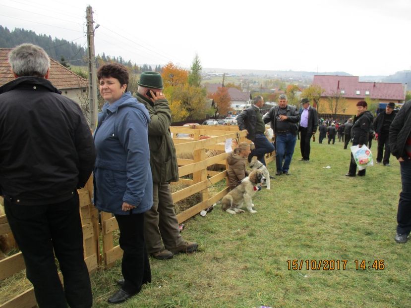  - EXPOZITIA CAPRE OI SARMAS HARGHITA 2017 POZE FRUMOASE