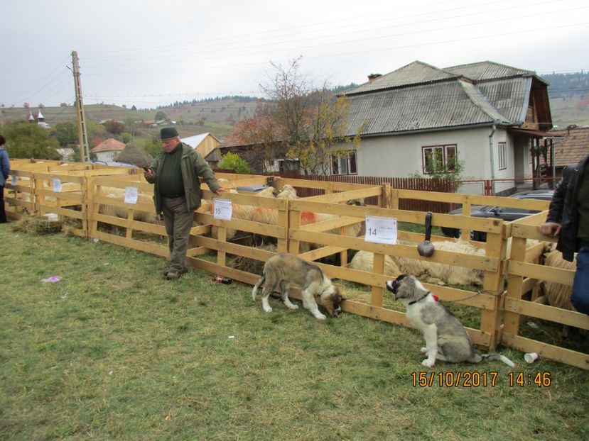  - EXPOZITIA CAPRE OI SARMAS HARGHITA 2017 POZE FRUMOASE