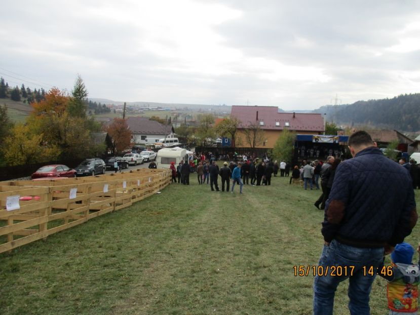  - EXPOZITIA CAPRE OI SARMAS HARGHITA 2017 POZE FRUMOASE