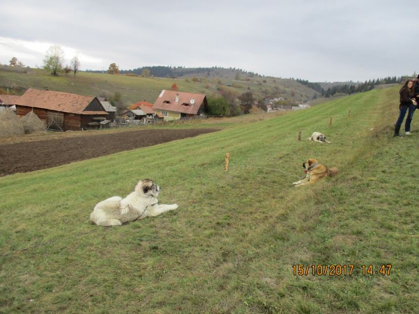  - EXPOZITIA CAPRE OI SARMAS HARGHITA 2017 POZE FRUMOASE