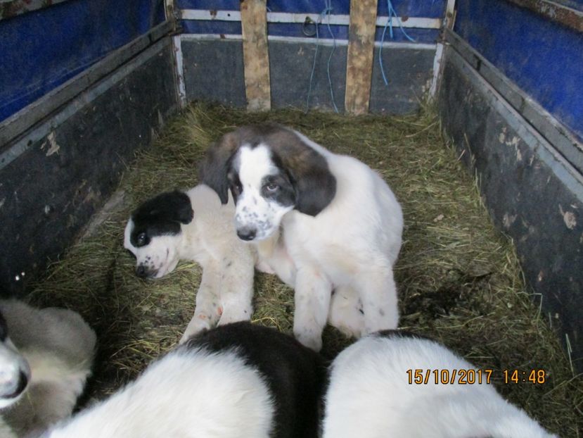  - EXPOZITIA CAPRE OI SARMAS HARGHITA 2017 POZE FRUMOASE