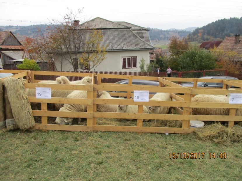  - EXPOZITIA CAPRE OI SARMAS HARGHITA 2017 POZE FRUMOASE