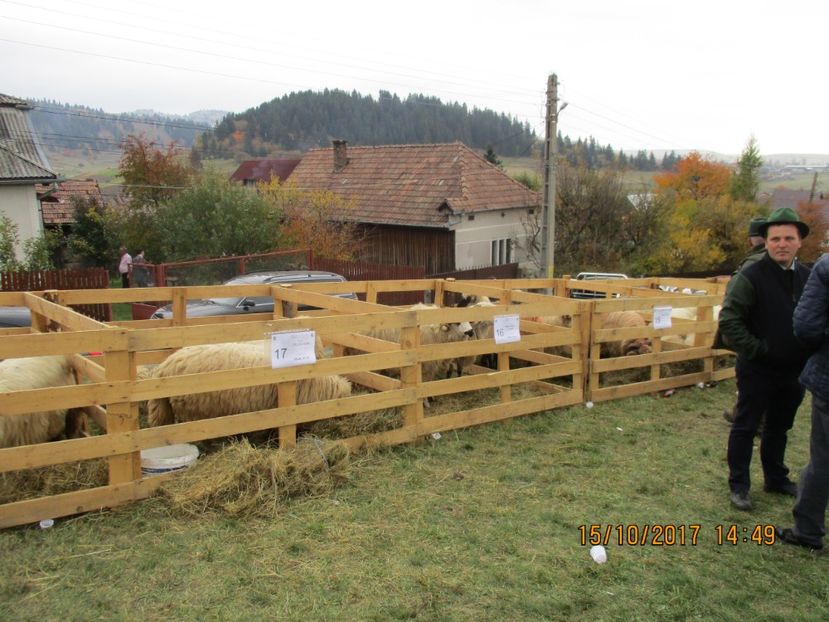  - EXPOZITIA CAPRE OI SARMAS HARGHITA 2017 POZE FRUMOASE