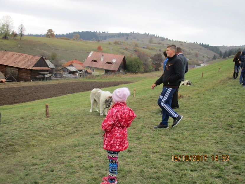  - EXPOZITIA CAPRE OI SARMAS HARGHITA 2017 POZE FRUMOASE