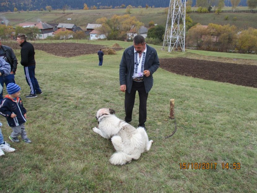  - EXPOZITIA CAPRE OI SARMAS HARGHITA 2017 POZE FRUMOASE