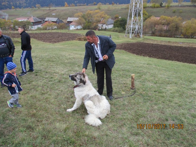  - EXPOZITIA CAPRE OI SARMAS HARGHITA 2017 POZE FRUMOASE