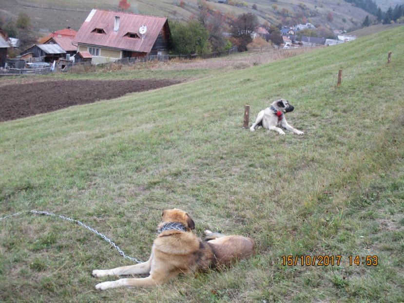  - EXPOZITIA CAPRE OI SARMAS HARGHITA 2017 POZE FRUMOASE