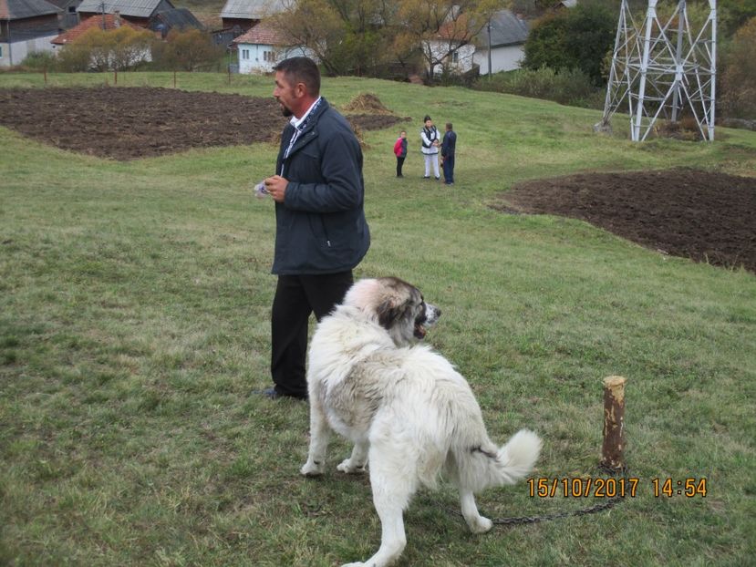  - EXPOZITIA CAPRE OI SARMAS HARGHITA 2017 POZE FRUMOASE