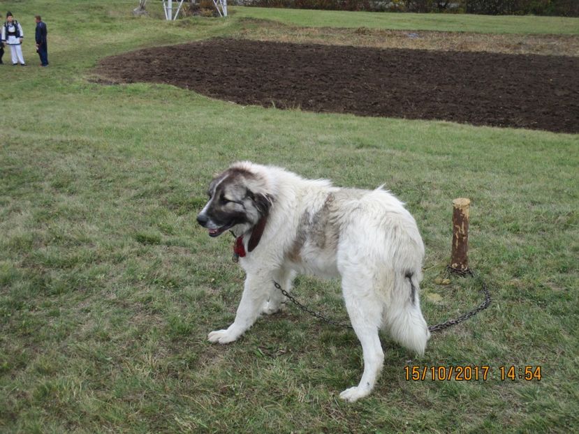  - EXPOZITIA CAPRE OI SARMAS HARGHITA 2017 POZE FRUMOASE