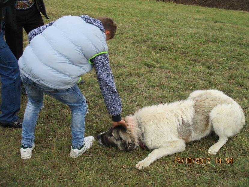  - EXPOZITIA CAPRE OI SARMAS HARGHITA 2017 POZE FRUMOASE