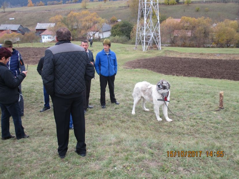  - EXPOZITIA CAPRE OI SARMAS HARGHITA 2017 POZE FRUMOASE