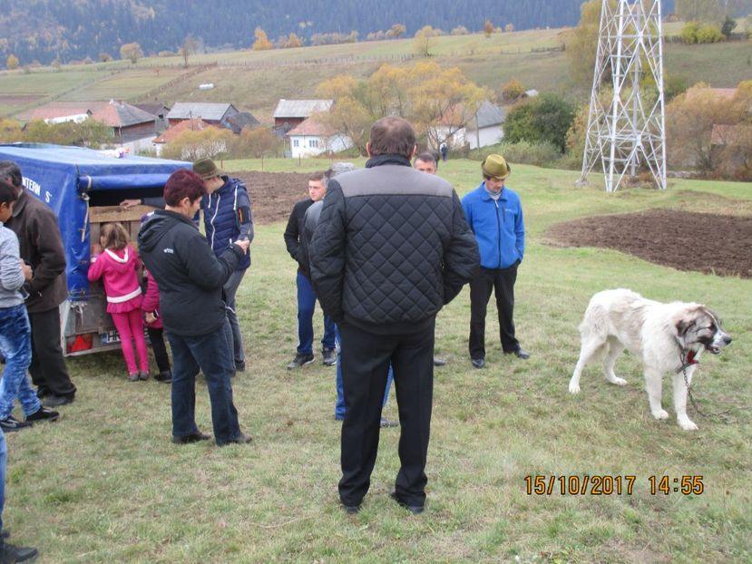  - EXPOZITIA CAPRE OI SARMAS HARGHITA 2017 POZE FRUMOASE