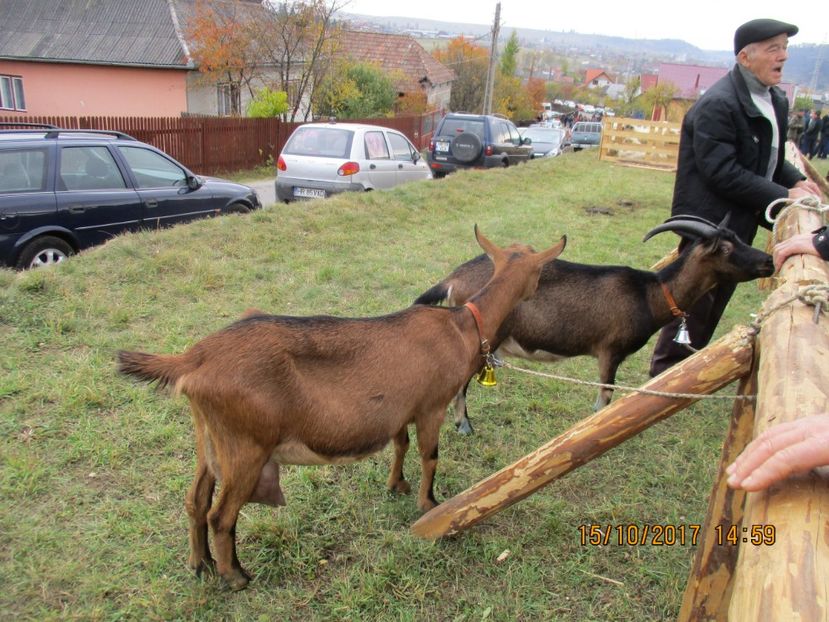  - EXPOZITIA CAPRE OI SARMAS HARGHITA 2017 POZE FRUMOASE