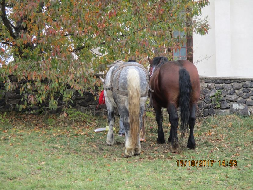  - EXPOZITIA CAPRE OI SARMAS HARGHITA 2017 POZE FRUMOASE