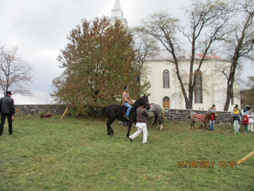  - EXPOZITIA CAPRE OI SARMAS HARGHITA 2017 POZE FRUMOASE