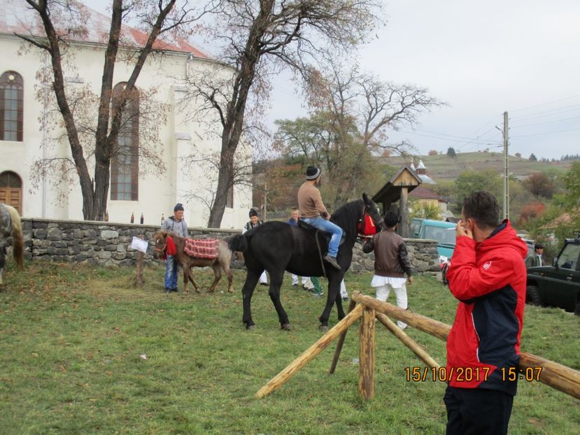  - EXPOZITIA CAPRE OI SARMAS HARGHITA 2017 POZE FRUMOASE
