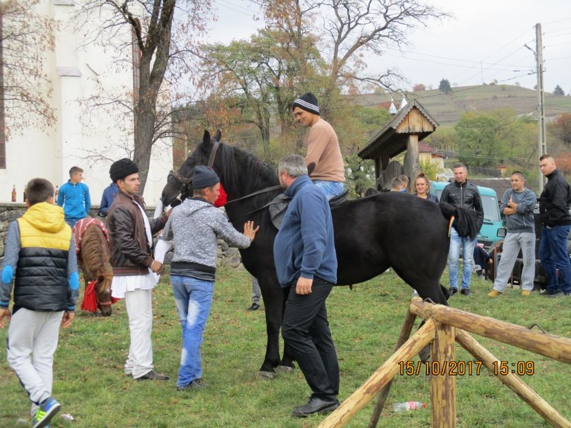  - EXPOZITIA CAPRE OI SARMAS HARGHITA 2017 POZE FRUMOASE
