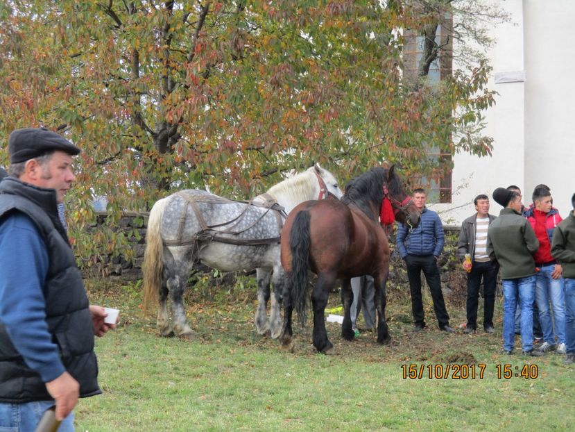  - EXPOZITIA CAPRE OI SARMAS HARGHITA 2017 POZE FRUMOASE