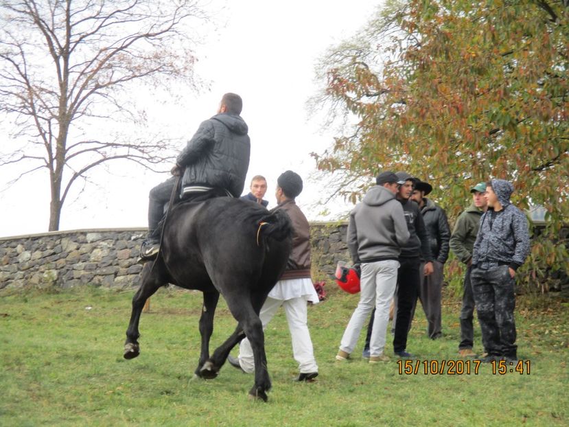  - EXPOZITIA CAPRE OI SARMAS HARGHITA 2017 POZE FRUMOASE