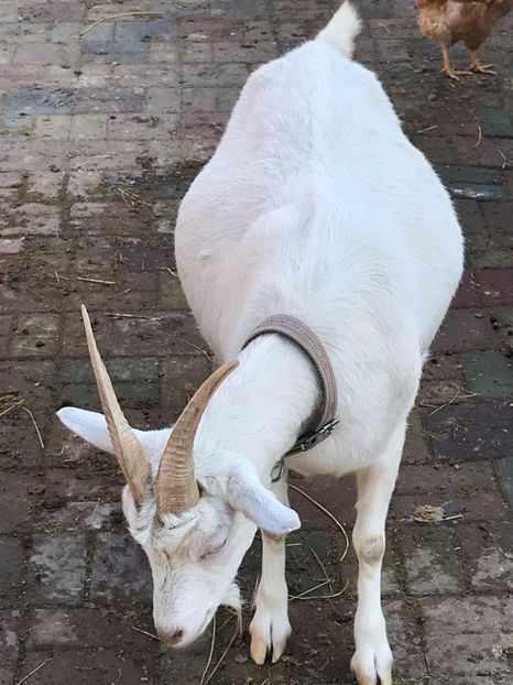 714774BB-0A17-4CD1-A7D2-C7E824B33B30 - Capra 2- Saanen