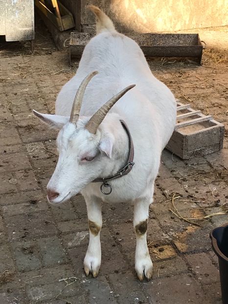 DBA200B6-0B1D-4DA3-98FD-D716E896884D - Capra 3- Saanen