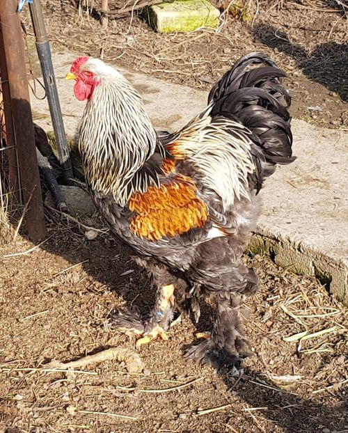  - B__Brahma Silver orange