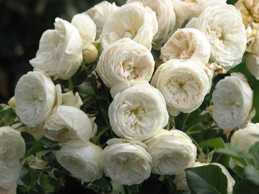 Artemis-2- - ARTEMIS