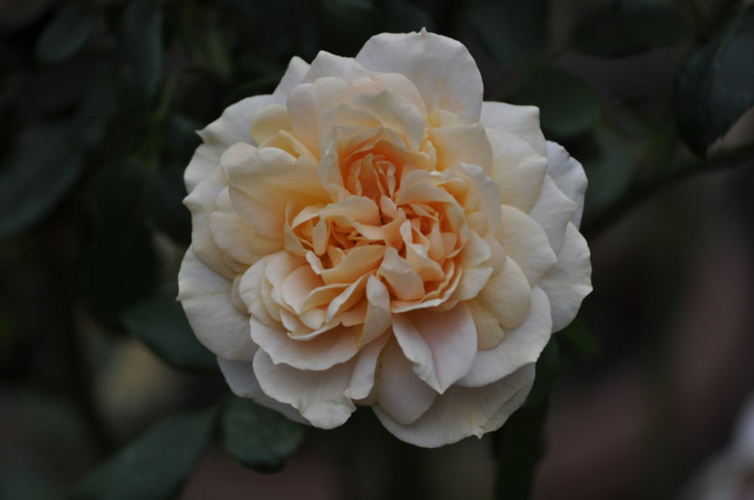 _DSC0010 - Garden of Roses