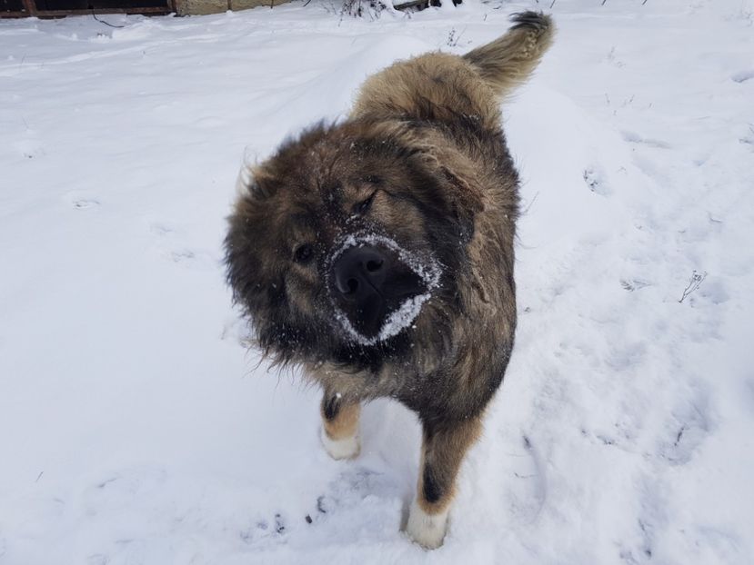 20190108_102650(0) - 000 Poze noi 2019