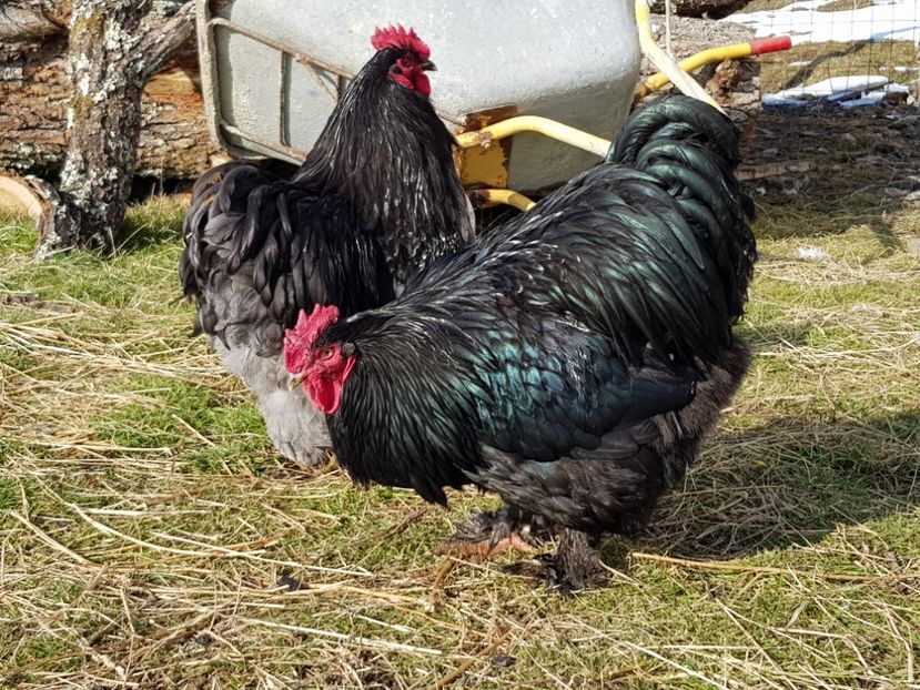  - Cochinchina Urias Albastru 2019