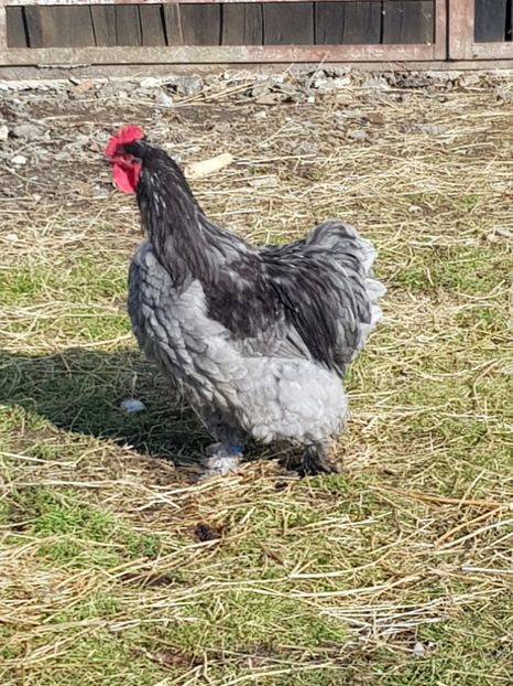  - Cochinchina Urias Albastru 2019