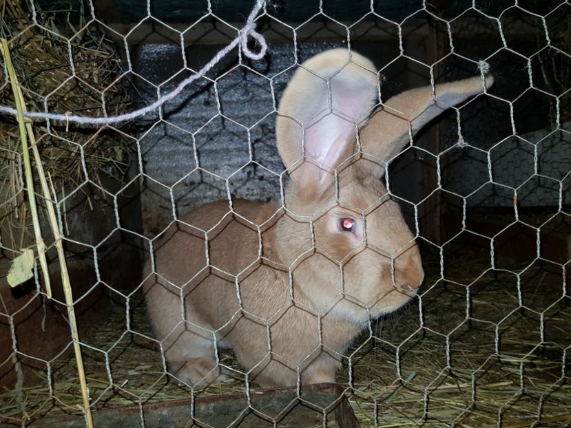 f bun reproducator - Mascul galben de vanzare campion Fagaras