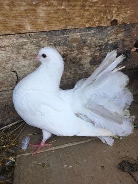 BD3DC426-DC24-4ABC-BA76-8722A0D4CB41 - vanduti