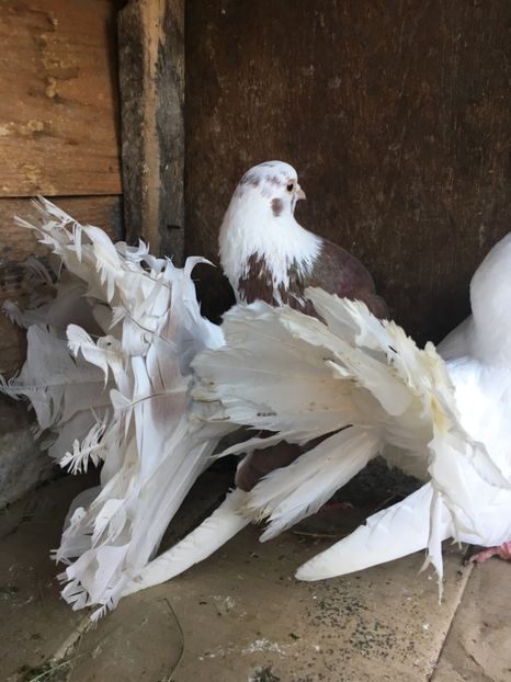 2E6D7A43-8BBB-422F-A161-F6EE865BAC8E - vanduti