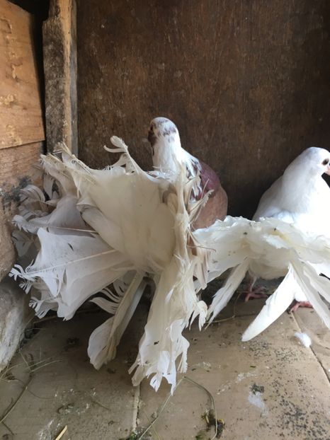 05E81F35-4B3D-4A6D-A756-7FA61023EA1D - vanduti