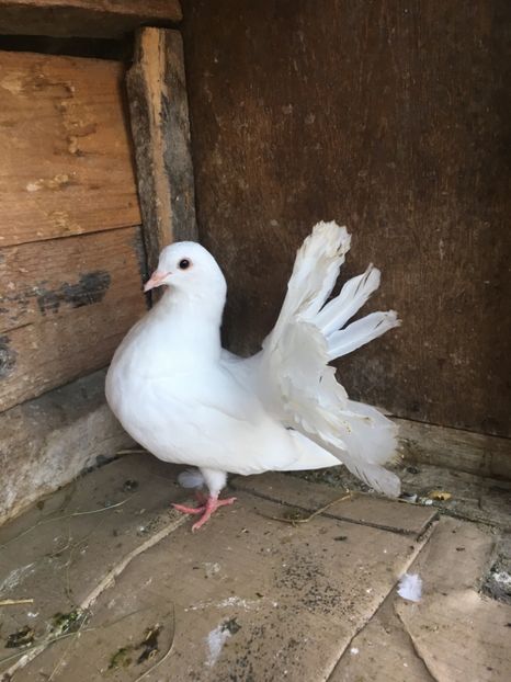 2F8F793E-0265-4D5C-8C30-1DCC9ED740F5 - vanduti