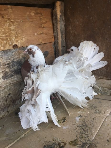 B0681553-91CB-428E-BA54-845296F96933 - vanduti