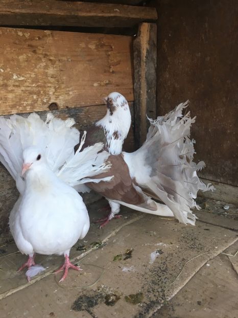 2F8CEAF8-D783-4163-96B6-A82AECC31D93 - vanduti