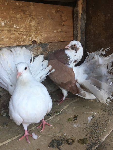 F3EF58FF-36D7-4044-9557-B912CC172437 - vanduti